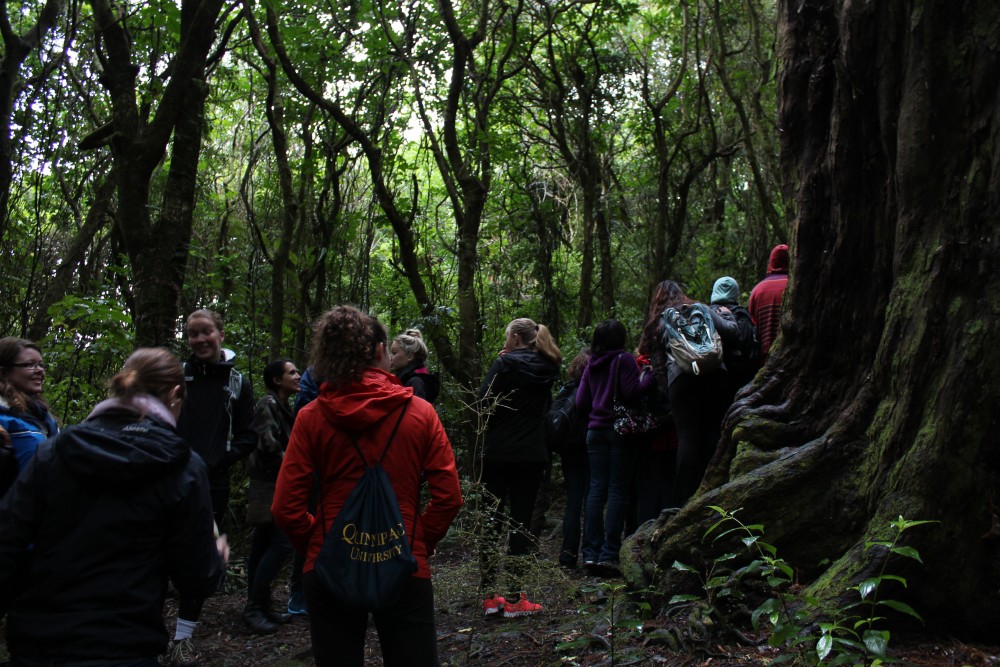 Det omtalte 800 år gamle træ