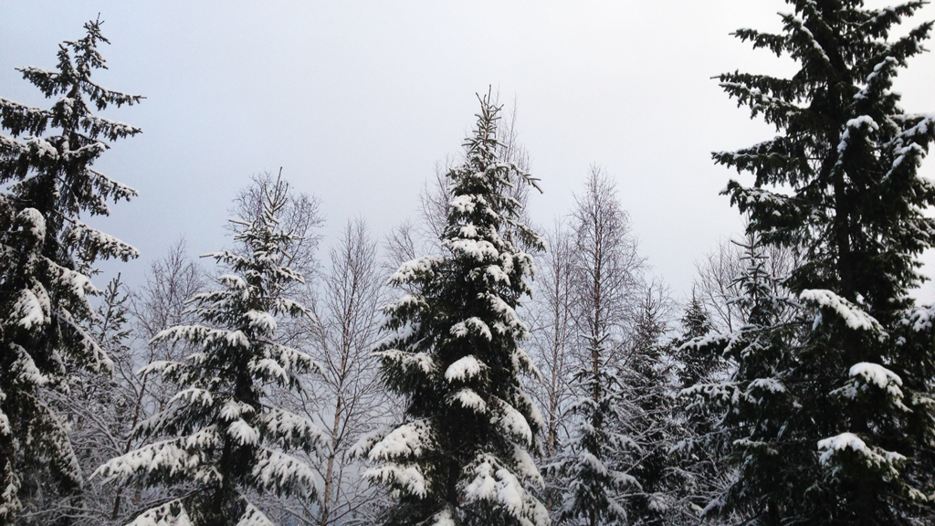 sne-træer